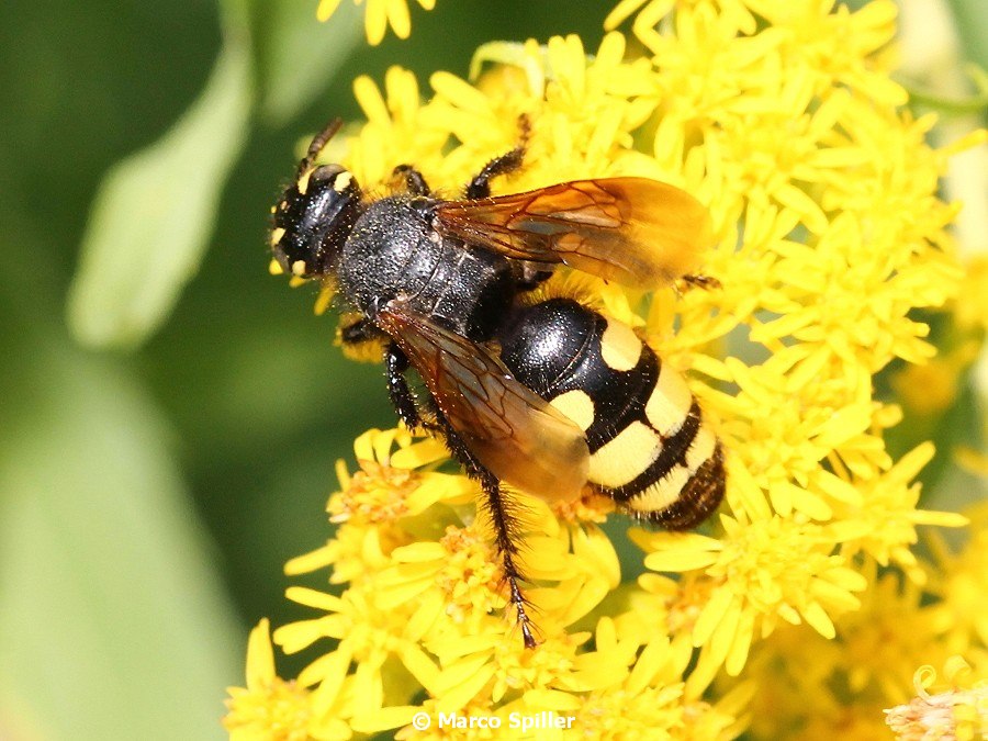 Colpa sexmaculata, femmina (Scoliidae)